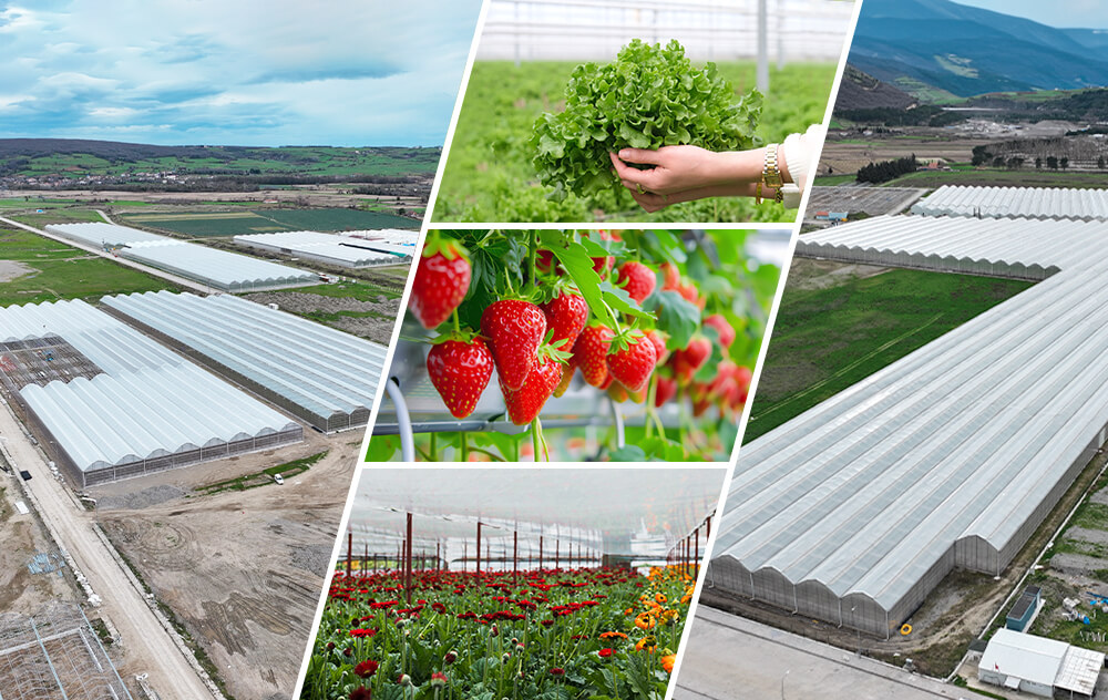 Alan Yönetimi Genel Yerleşim Plan Görseli